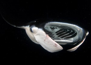 Looking headon to manta ray with its mouth open
