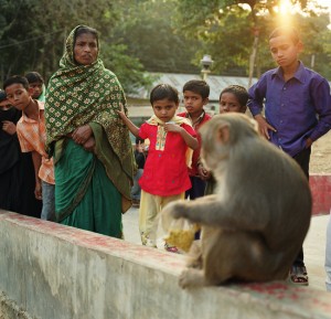 An Asian rhesus macaque sits on a wall near a gathering of people.