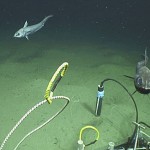 Local sea life took interest in the seafloor probes.