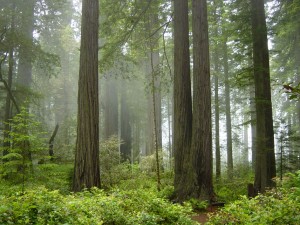 redwoods in fog