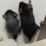 Leigh mouse and normal mouse