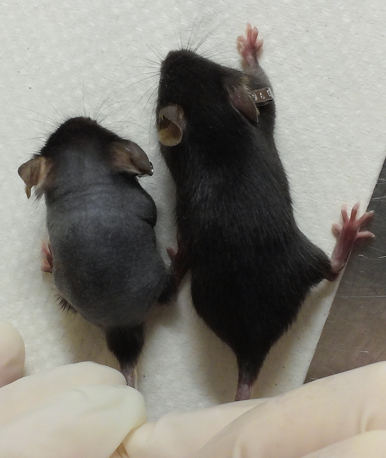Leigh mouse and normal mouse
