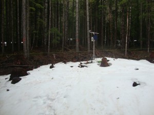 A mounted camera captures snow sticking in a forest gap, while snow appears to have melted under the trees in dense, second-growth forest behind the gap site.