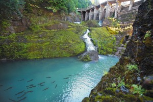 Elwha: A River Reborn