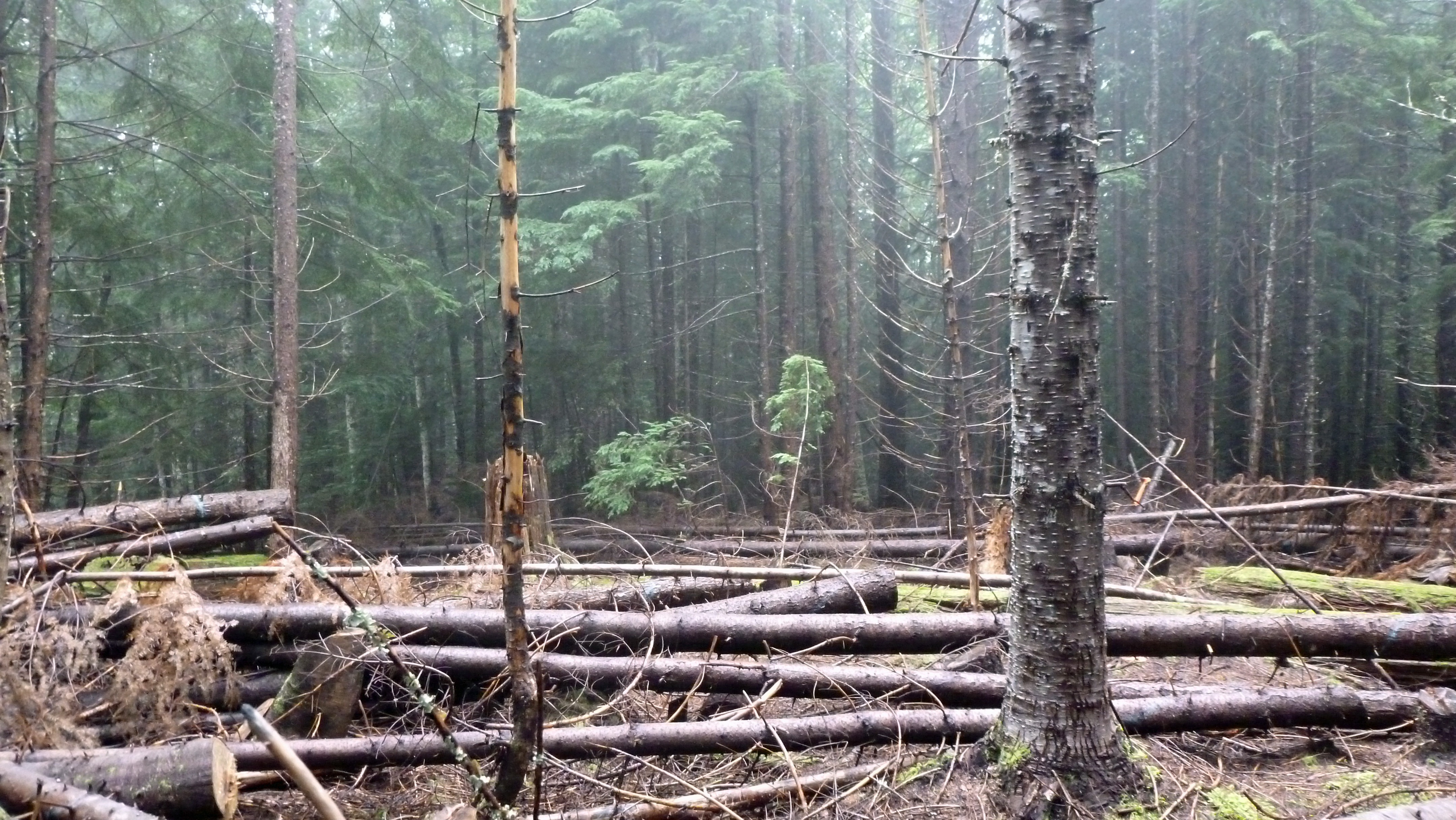 A thinned forest plot.