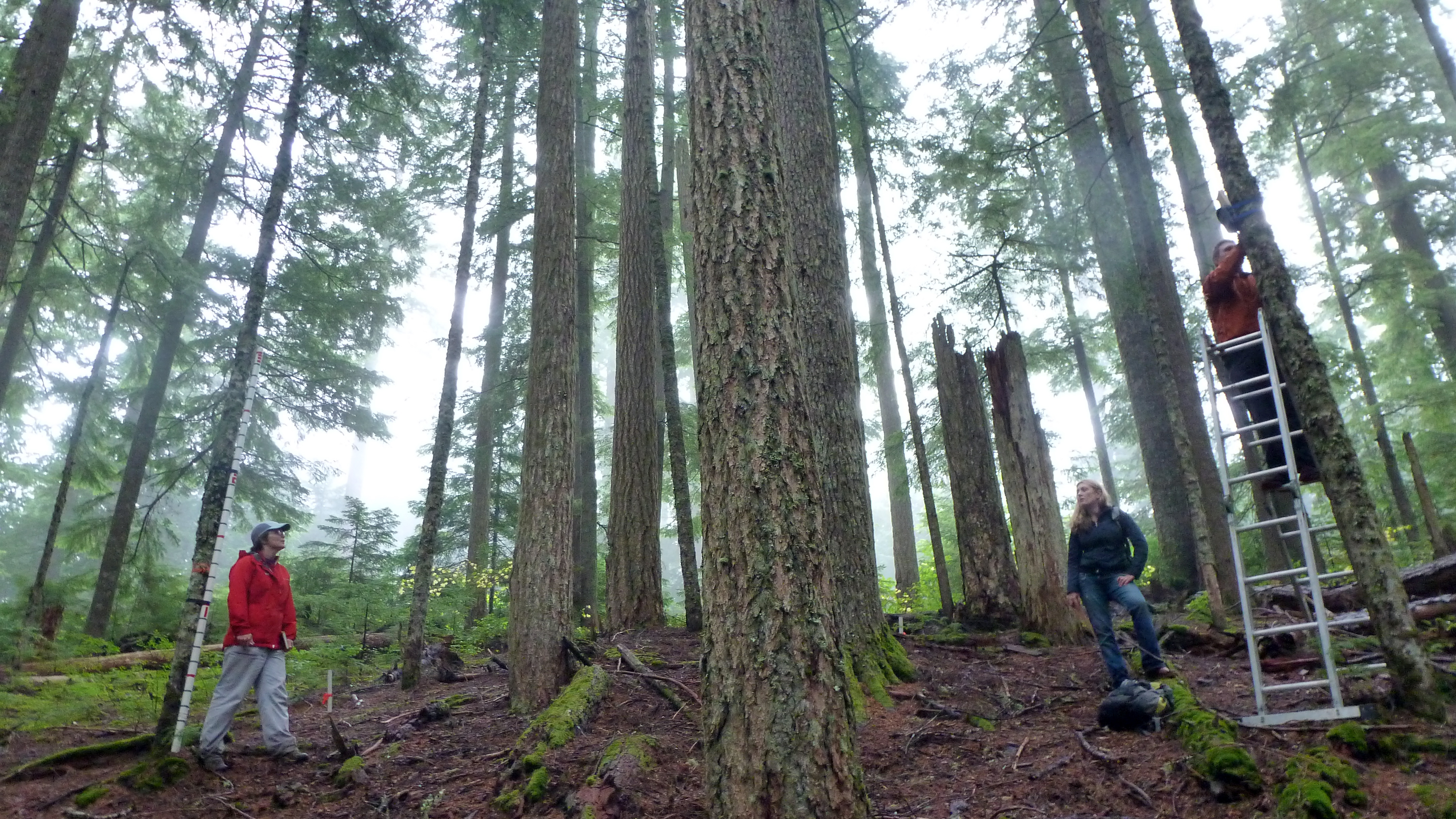 Working in old-growth forests