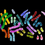 human chromosomes