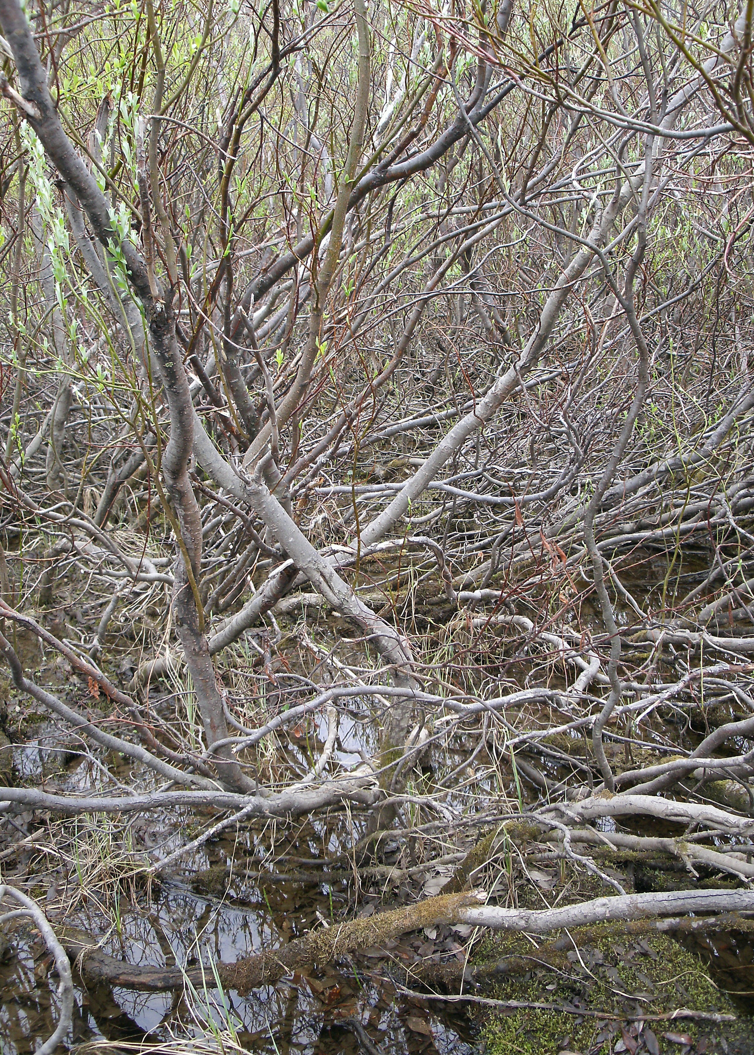 Trees and tree roots