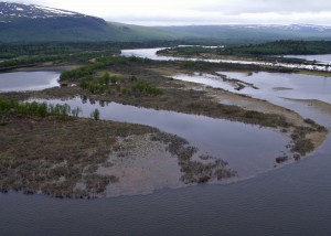 Trees, sediments in floodplain