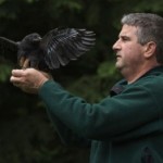Crow perches on man's hand