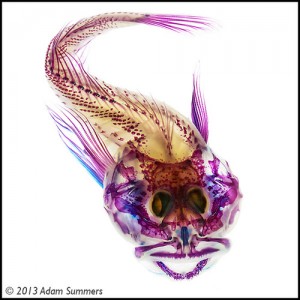 Skeleton of a small fish, stained