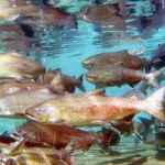 salmon