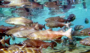 salmon