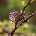 Song sparrow on a tree branch..