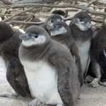 Six penguin chicks stand under shrub