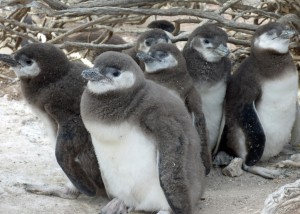 Six penguin chicks stand under shrub
