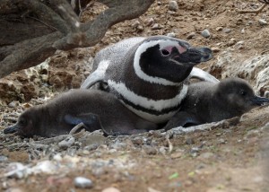 Adlt penguin lies on ground with flipper over each of two chicks