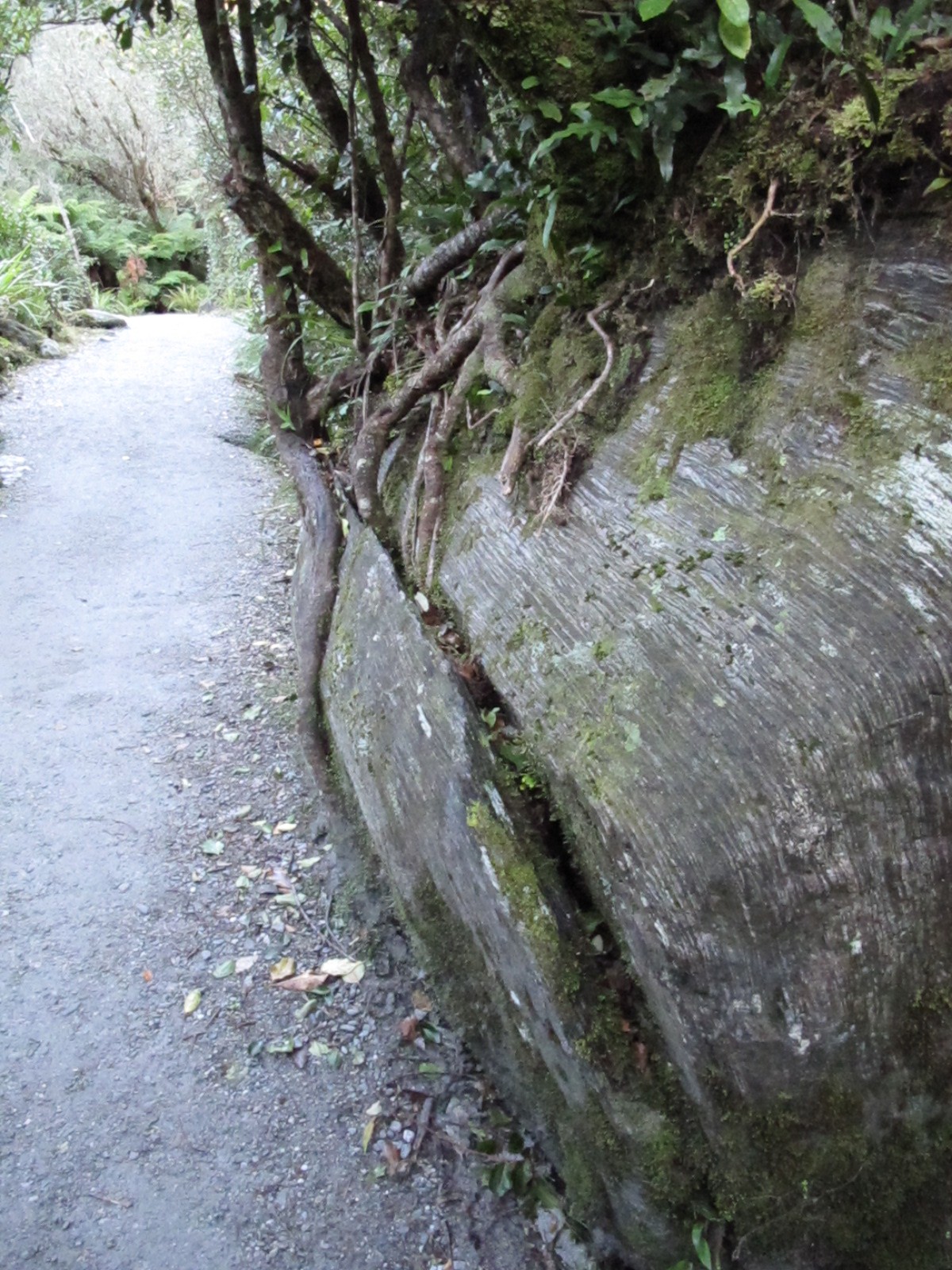 tree growing on boulder