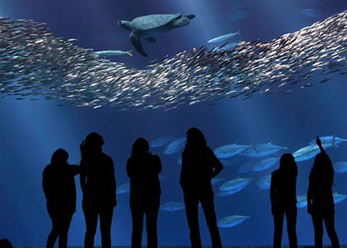 Visitors stand looking through glass as sea animals swim by
