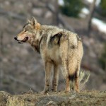 Gray wolf in forest