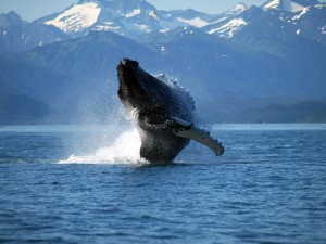 whale