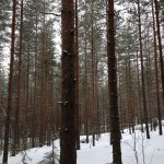 Trees in snow