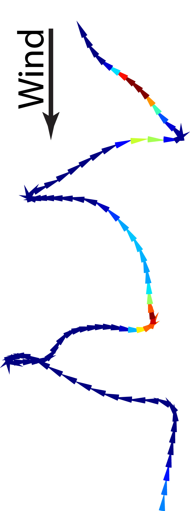 Illustration of zig zag path of fly