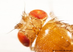 Head of a fruit fly