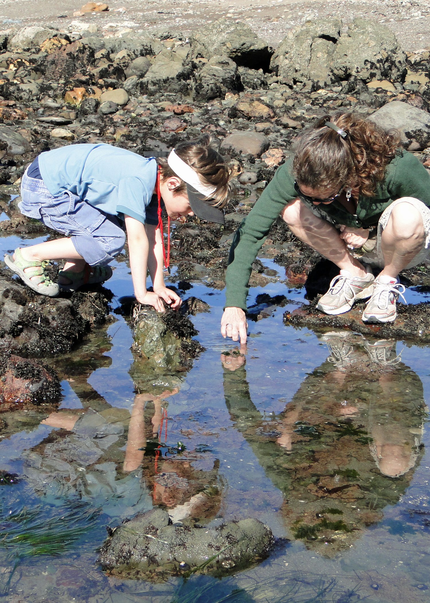 Child and adult reach into tide pool