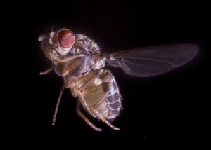 Close up of fruit fly