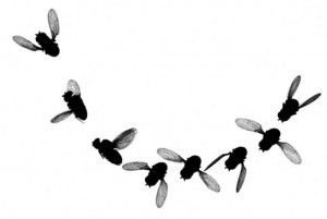 Eight images of fly show banked turn