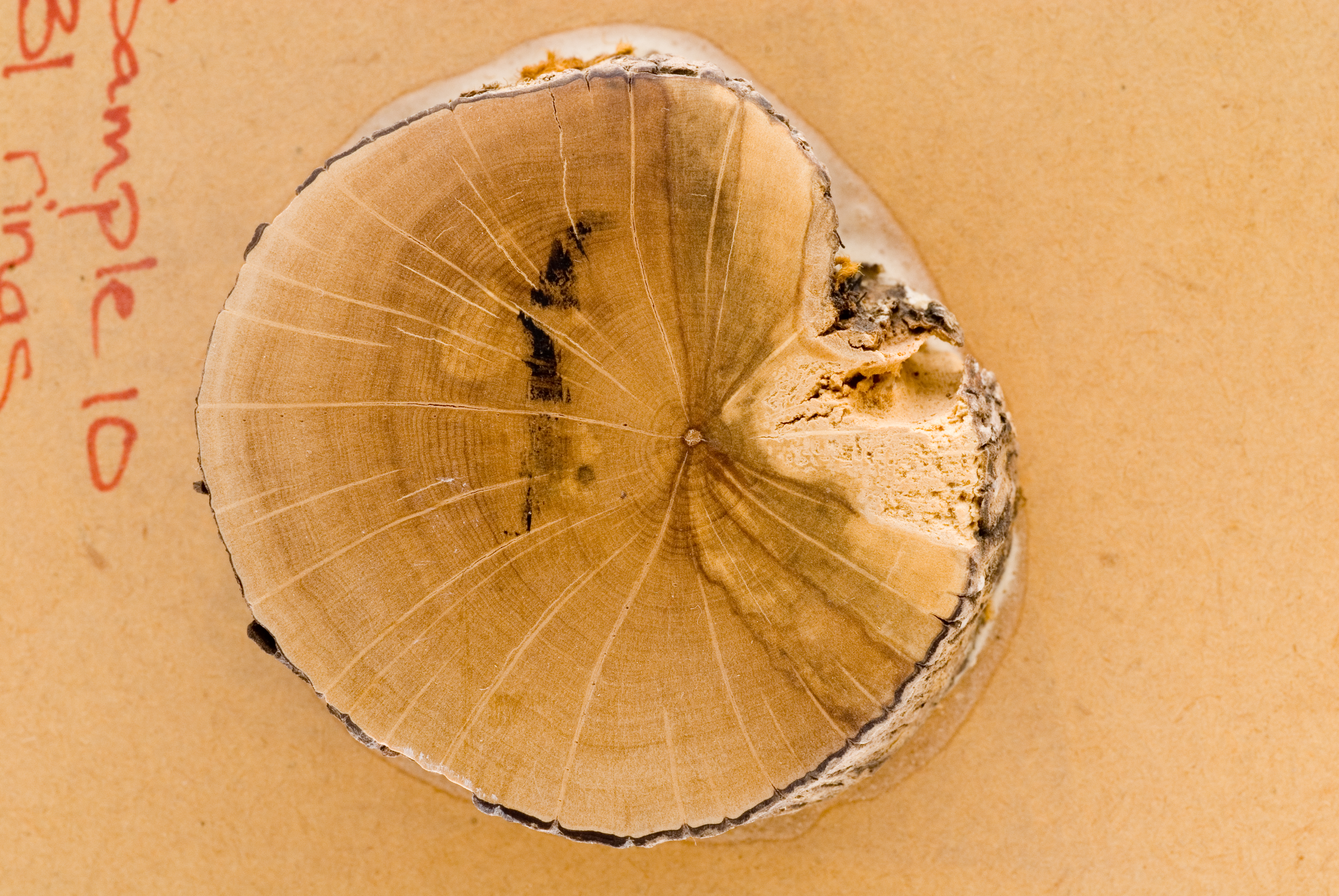 Discs cut from just above the shrubs' root collar were studied to determine growth.