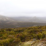 Campbell Island, New Zealand, hillside covered with the shrub Dracophyllum.