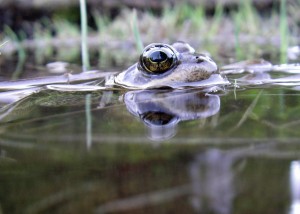 Frogs head shows above surface of the water