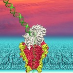 nanopore channel