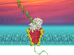 nanopore sequencing