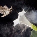 moth with flower and exhaust pipe