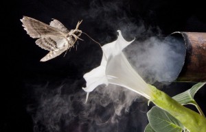 moth with flower and exhaust pipe