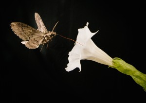 Moth hovers over flower