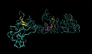 An illustration of the molecular structure of tropoelastin, the smallest unit of the protein elastin.
