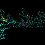 An illustration of the molecular structure of tropoelastin, the smallest unit of the protein elastin.