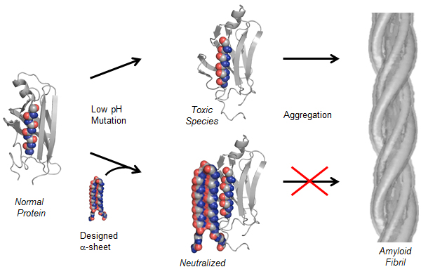 A flow diagram showing how the protein structure works.