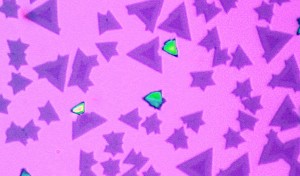 As seen under an optical microscope, the heterostructures have a triangular shape. The two different monolayer semiconductors can be recognized through their different colors.