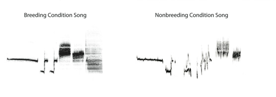 The natural die off of neurons in the song center of a sparrow's brain as the breeding season concludes causes a measureable decline in the song that scientists can measure.