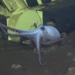 octopus near instrument