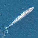 Overhead view of blue whale swimming in ocean