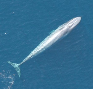 Overhead view of blue whale swimming in ocean