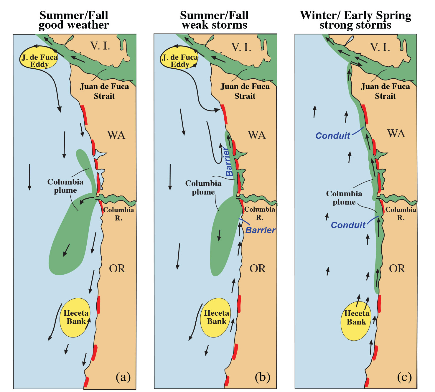 cartoon of algal transport