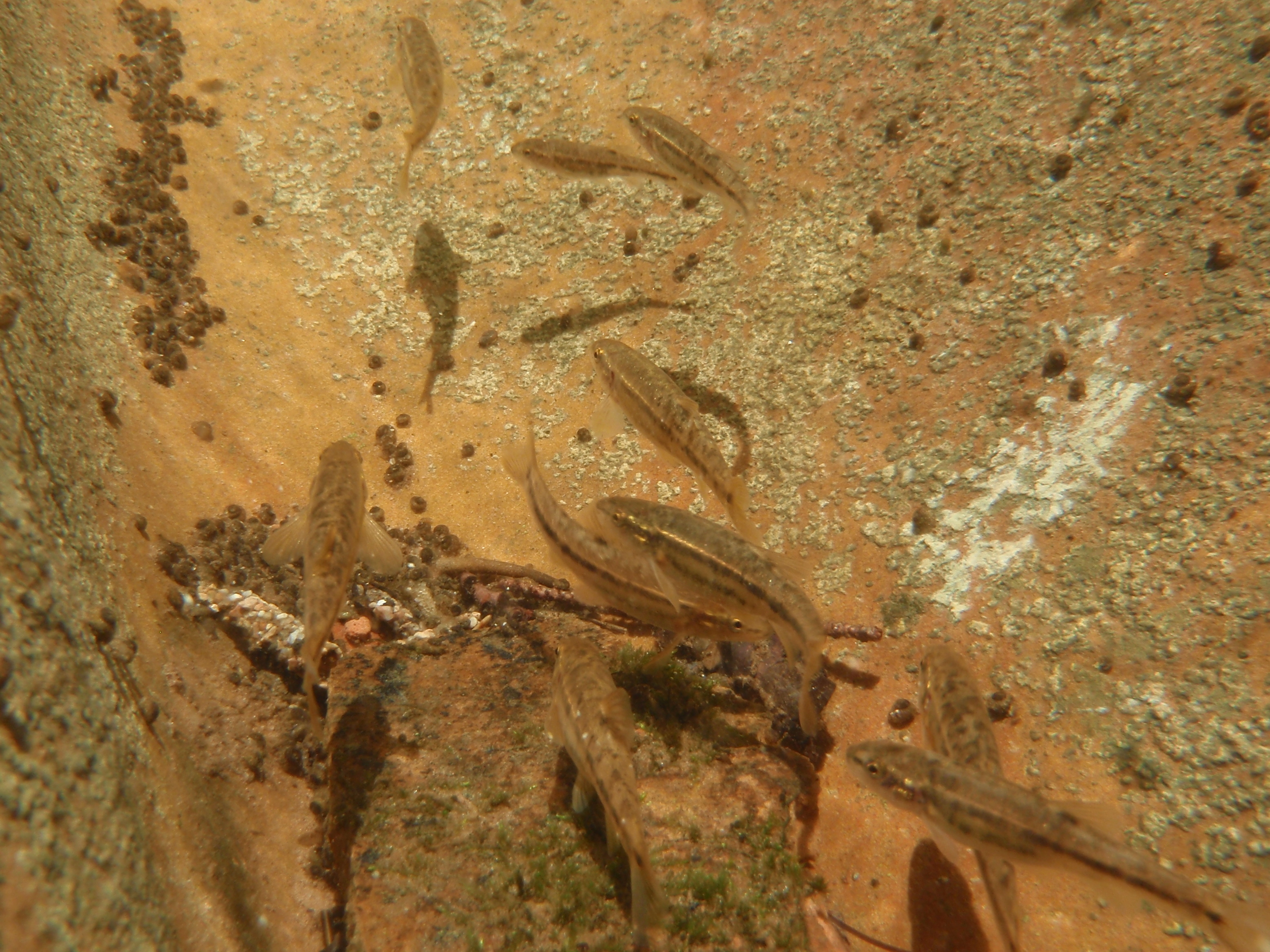 Brown speckled fish congregate in the water
