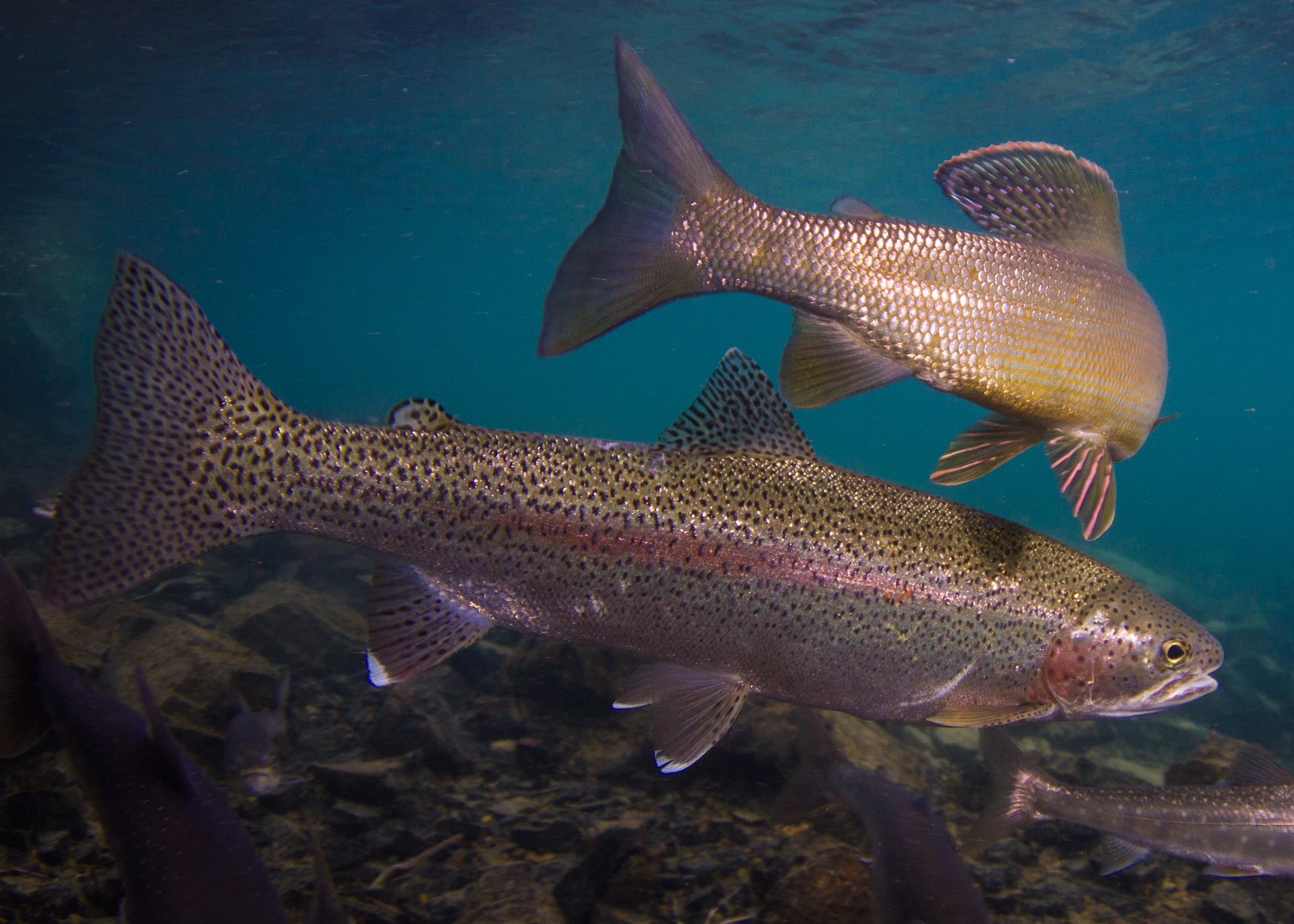 A rainbow trout (center) in the Wood River Basin in Alaska. Thirteen years of data, collected as part of a long-term project monitoring fishes and their habitat, was used to consider the role of small mammals in their diet.